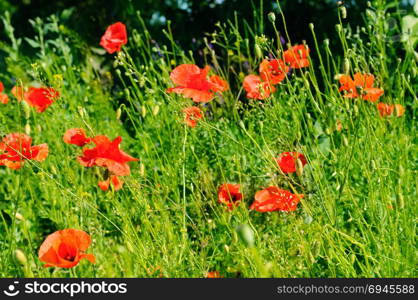 Scarlet poppies against the background of green grass. Focus on the flower. Shallow depth of field.