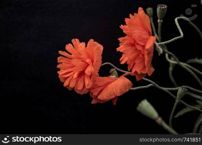 scarlet poppies on a black background