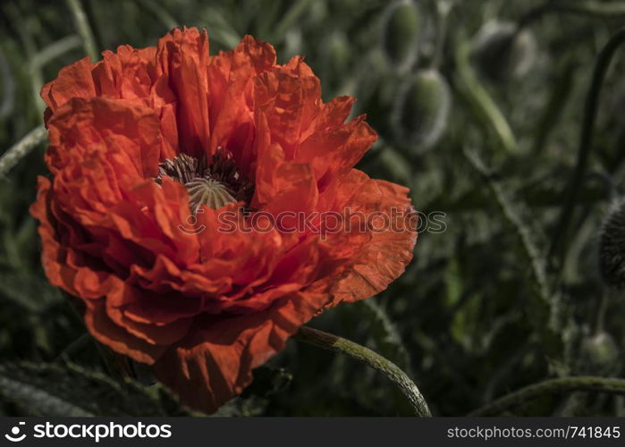 Scarlet poppy blossoms on a poppy field on a sunny summer day. Opium flower