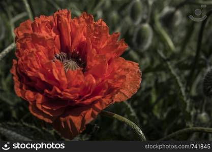 Scarlet poppy blossoms on a poppy field on a sunny summer day. Opium flower