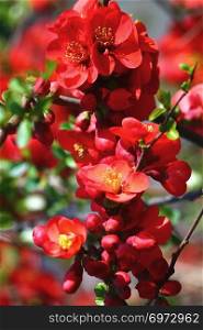 Scarlet red flowers  of Japanese quince bush on a branch.