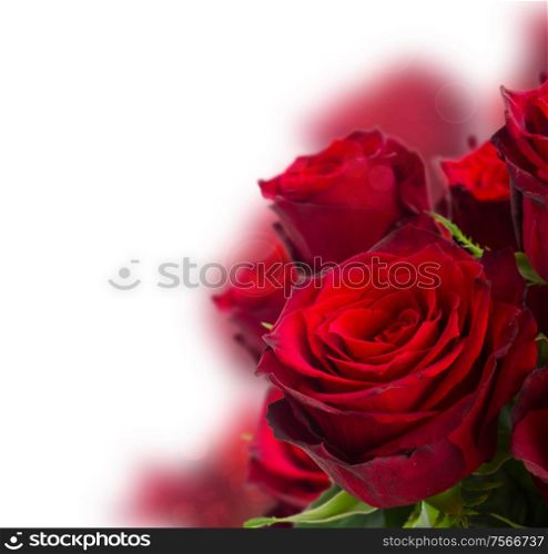 scarlet red roses close up on white background. scarlet red roses