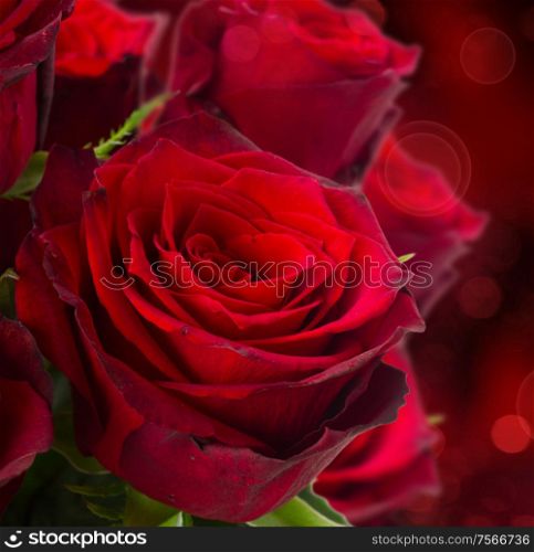 scarlet red roses on dark bokeh background with hearts. scarlet roses on dark background