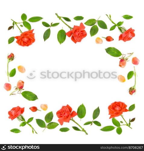 Scarlet roses and green leaves isolated on white background.