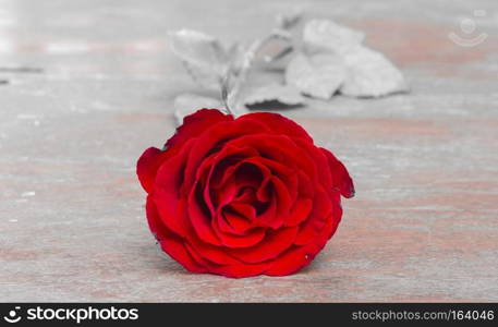 Scarlet roses on a white background monotone. For Valentine’s Festival