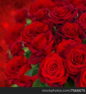 scarlet roses on dark red bokeh background with hearts. scarlet roses on dark background