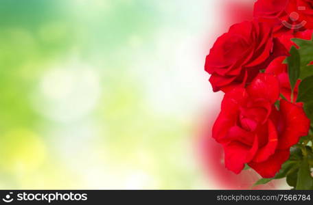 scarlet roses over green bokeh background. scarlet roses close up