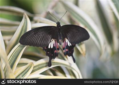 Scarlet Swallowtail butterfly