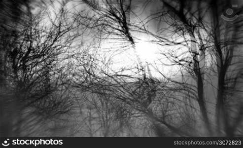 Scary black and white forest (seamless loop)