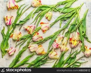 Scattered fresh pretty tulips with leaves on light background, top view, flat lay