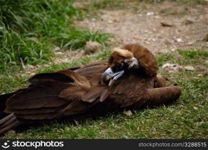 scavenging bird vulture on grass