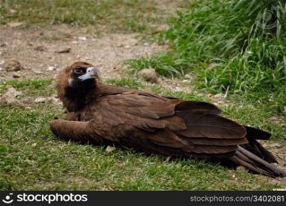 scavenging bird vulture on grass