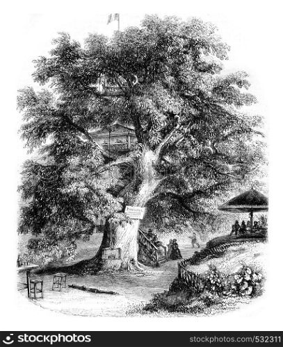 Sceaux environment, The Chestnut by Robinson, vintage engraved illustration. Magasin Pittoresque 1852.