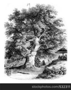 Sceaux environment, The Chestnut by Robinson, vintage engraved illustration. Magasin Pittoresque 1852.
