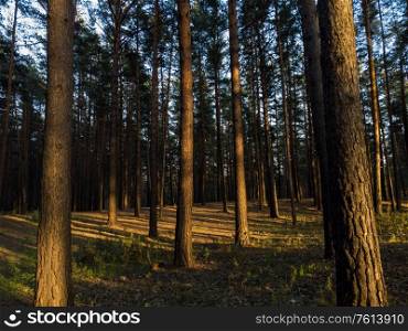 scene in the forest on the sunset with sun rays. forest in sunset