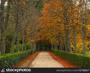 Scene of a road surrounded by trees in autumn time