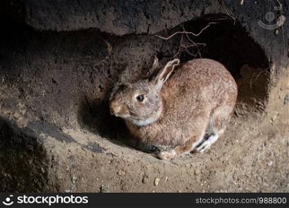 Scene of a wild rabbit in a burrow. Oryctolagus cuniculus