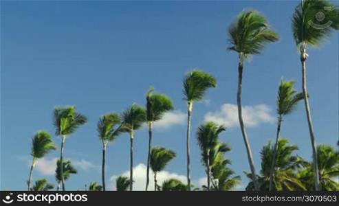 Scene of high palms with tops swinging in the wind against blue sky background