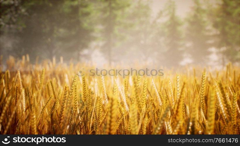Scene of sunset or sunrise on the field with young rye or wheat in the summer