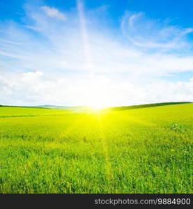 Scene of sunset or sunrise on the field with young rye or wheat in the summer with a cloudy sky background. Landscape.