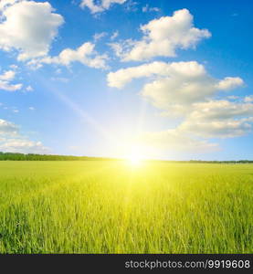 Scene of sunset or sunrise on the field with young rye or wheat in the summer with a cloudy sky background. Landscape.