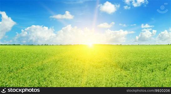 Scene of sunset or sunrise on the pea field. Agricultural background. Wide photo.