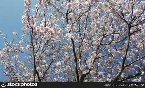 scene shows a tour through an cherry tree in spring full with blossoms, Kamerafahrt durch einen Kirschbaum in voller Blute