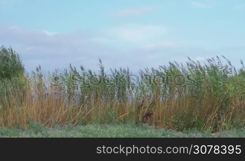 Scene with reeds and sky. Plants swinging in light wind