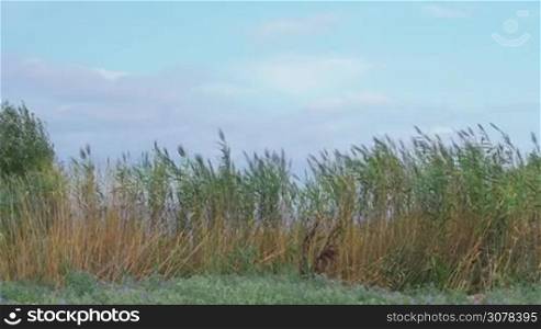 Scene with reeds and sky. Plants swinging in light wind