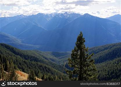 Scenery along the Hurricane Hill Trail, Olympic National Park