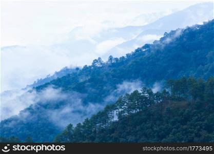 Scenery early morning views over pine forest, gently light blue mist covered pine forest and mountain range. Doi Ang Khang, Chiang Mai, Thailand.