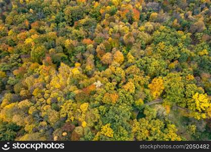Scenery view from drone on colorful fall leaves on trees at wild forest. Natural pattern and wallpaper.. View from drone on colorful trees at autumn forest