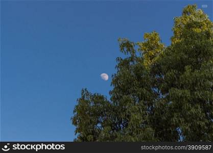Scenery with moon on blue sky and lone green tree.