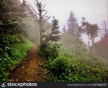 scenes along appalachian trail in great smoky mountains