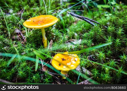 scenes along appalachian trail in great smoky mountains