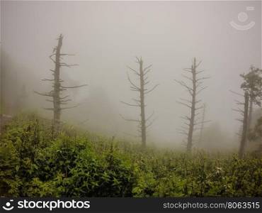 scenes along appalachian trail in smoky mountains north carolina