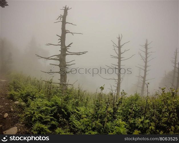 scenes along appalachian trail in smoky mountains north carolina