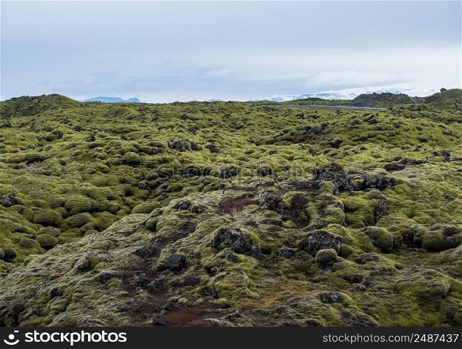Scenic autumn green lava fields near Fjadrargljufur Canyon in Iceland. Green moss on volcanic lava stones. Unique lava fields growth after Laki volcano eruption.