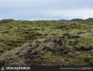 Scenic autumn green lava fields near Fjadrargljufur Canyon in Iceland. Green moss on volcanic lava stones. Unique lava fields growth after Laki volcano eruption.