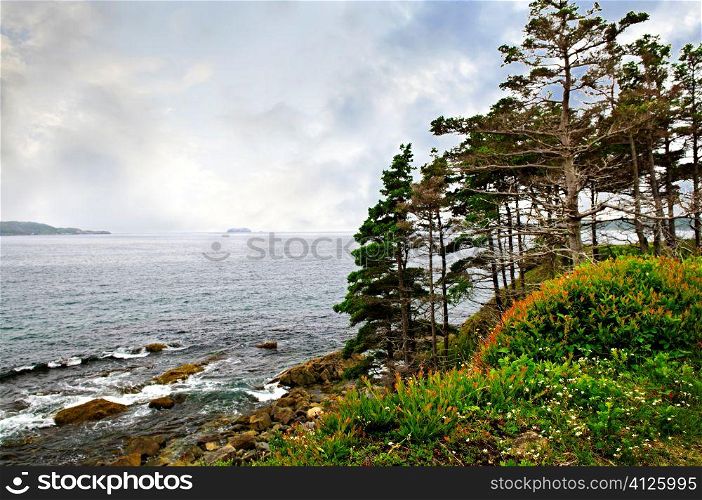 Scenic coastal view of rocky Atlantic shore with trees in Newfoundland, Canada
