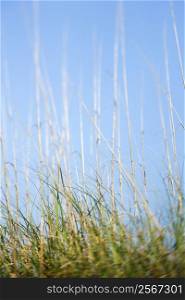 Scenic grass at beach with blue sky.