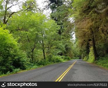 Scenic Highway through Redwood National and State Parks, California