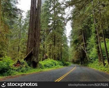 Scenic Highway through Redwood National and State Parks, California