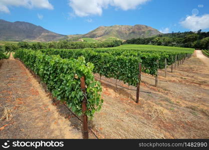 Scenic landscape of a vineyard against a backdrop of mountains, Cape Town, South Africa