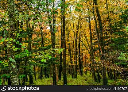 Scenic landscape of autumn forest in Nikko City with the colorful foliage of autumn, Tochigi Prefecture, Japan.