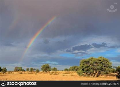 Scenic landscape with a colorful rainbow in a stormy sky, Kalahari desert, South Africa