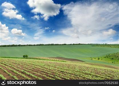 Scenic landscape with a green spring field and a blue sky