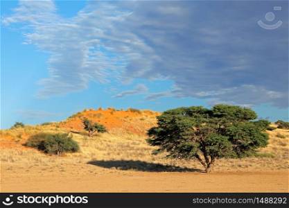 Scenic landscape with a thorn tree and red sand dunes, Kalahari desert, South Africa