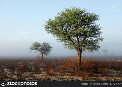 Scenic landscape with trees in mist, Kalahari desert, South Africa