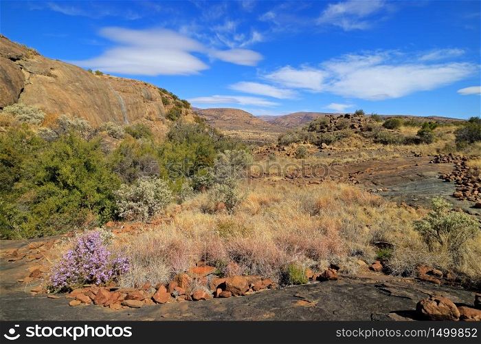Scenic landscape with wildflowers, Mountain Zebra National Park, South Africa